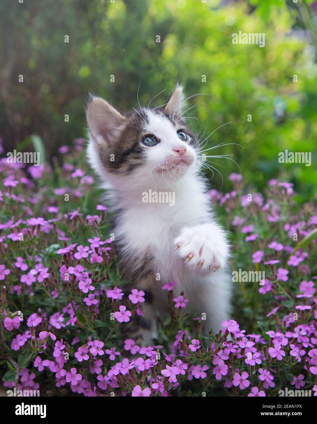 gray-white curious cute kitten with big blue eyes sits on a flower ...