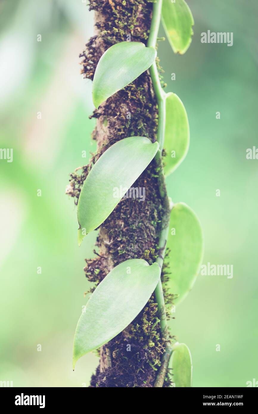 Closeup of The Vanilla plant, Madagascar Stock Photo