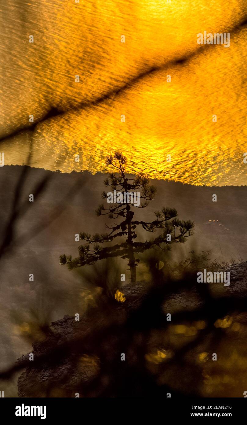 Sunset against pine tree and the sea Stock Photo - Alamy