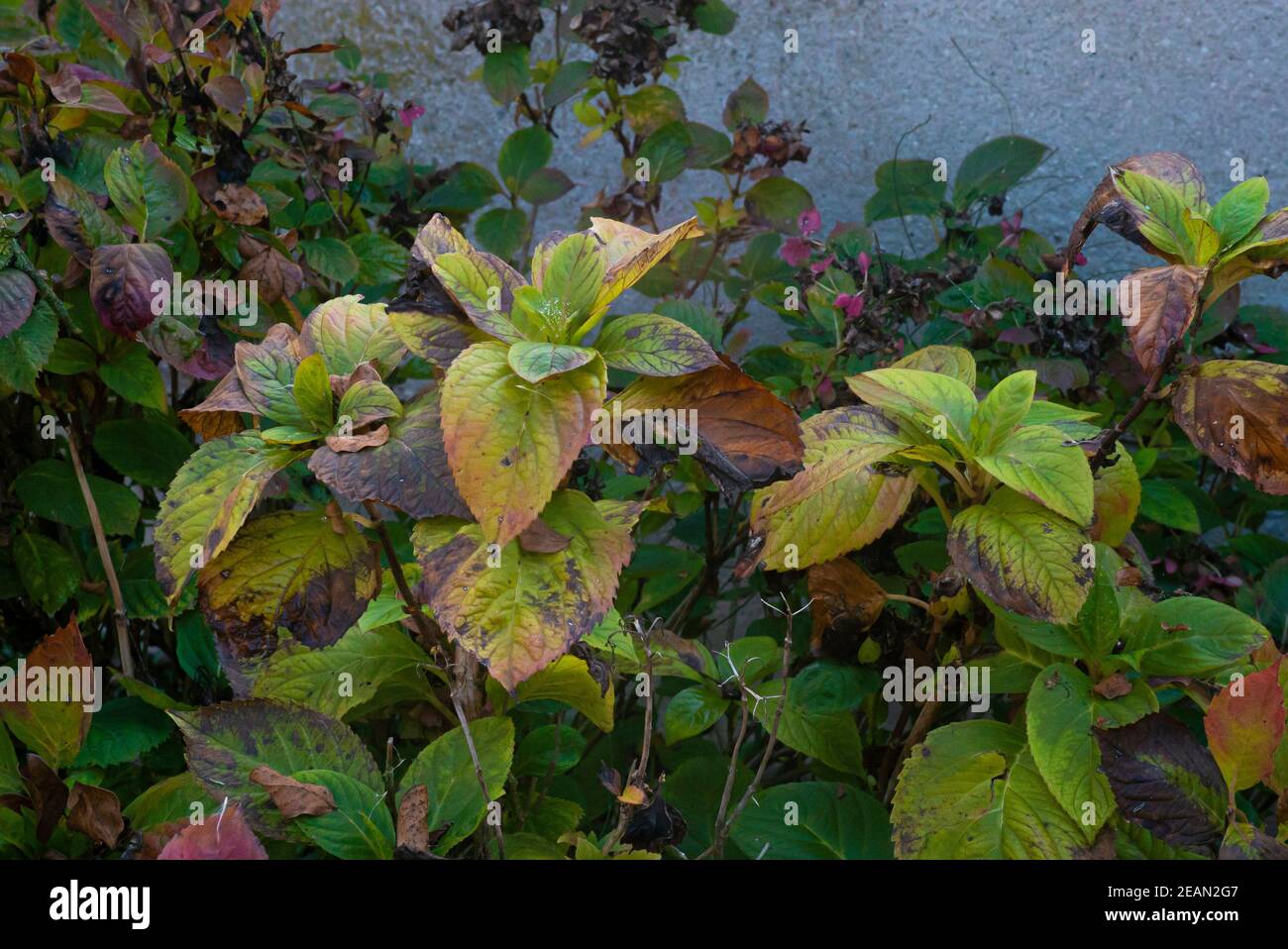 Withered leaf texture hi-res stock photography and images - Alamy