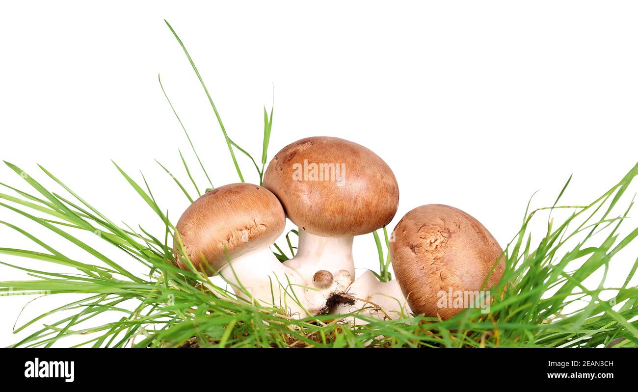 Brown mushrooms in the grass, champignons Stock Photo Alamy