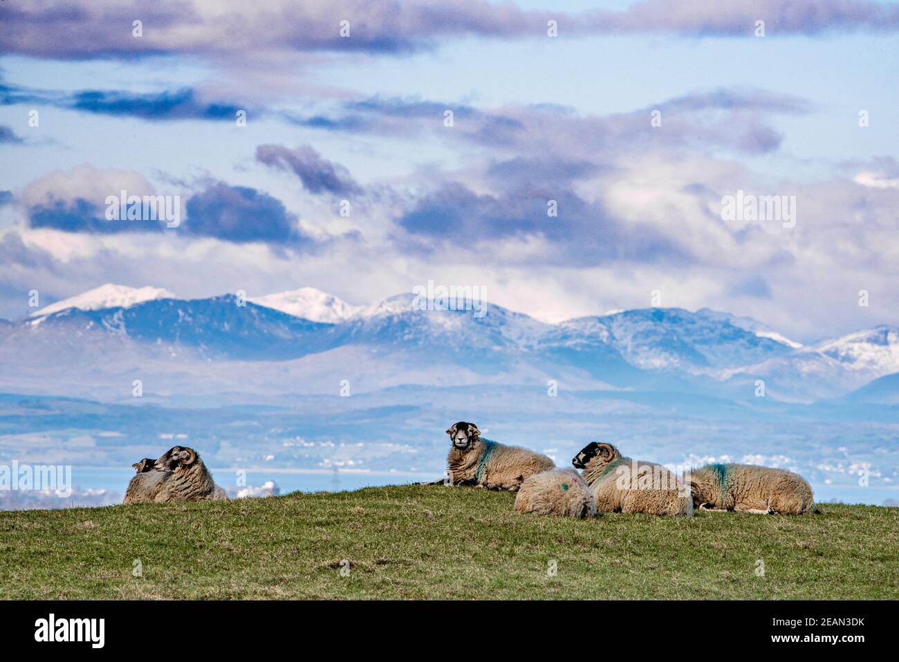 Lancaster, Lancashire, UK. 10th Feb, 2021. Swaledale sheep near Lancaster, Lancashire with the snow topped fells of the Lake District, Cumbria on a cold day where the temperature struggled to reach higher than freezing. Credit: John Eveson/Alamy Live News Stock Photo