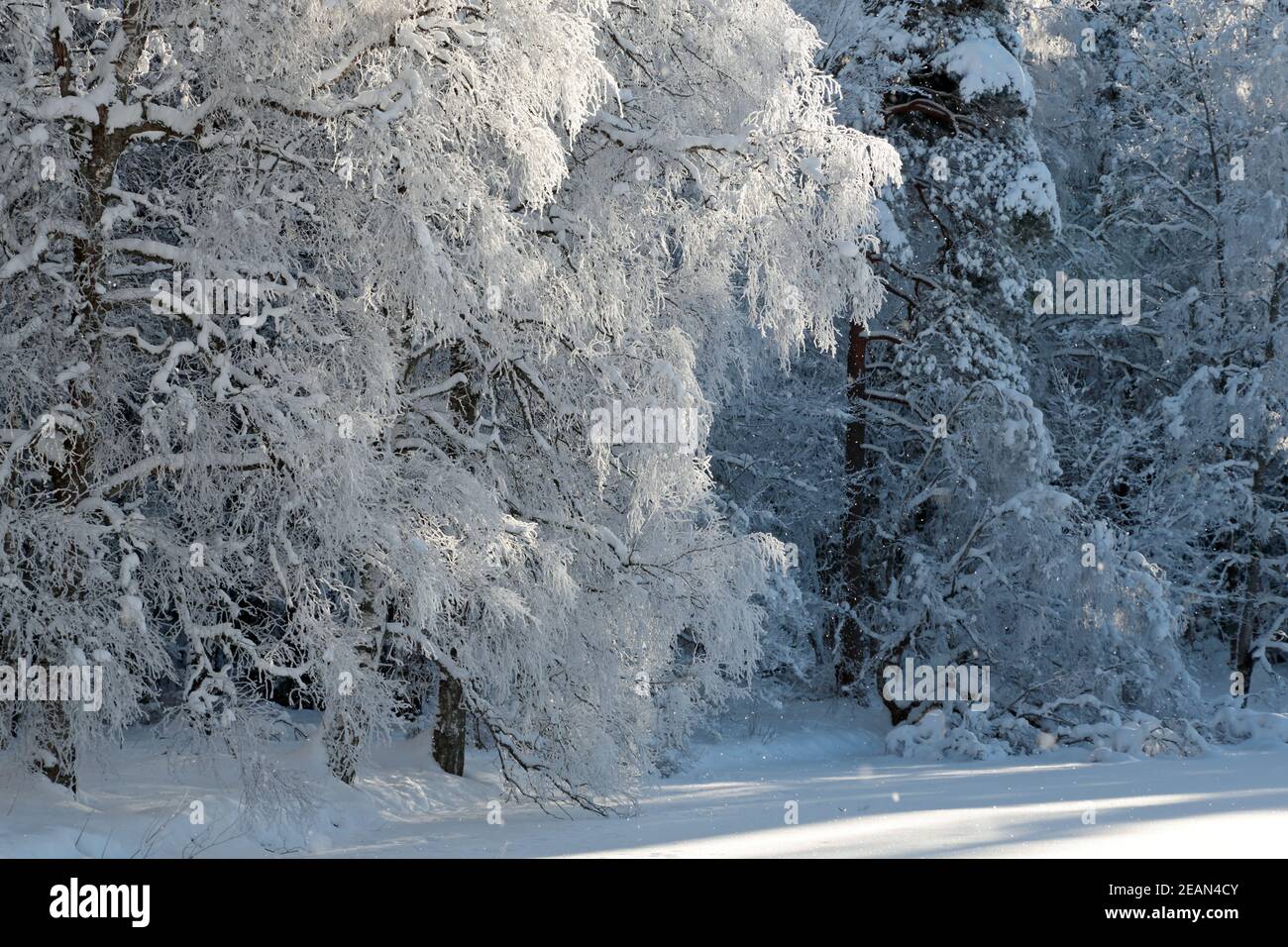 Frozen white birch branches with falling frost in the air Stock Photo