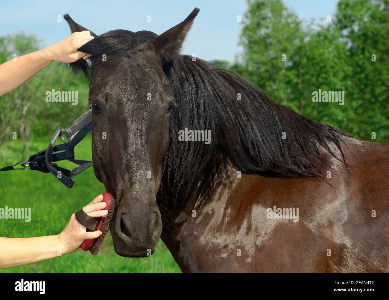 The Caucasian woman is holding the red body brush in her hand and grooming the coat of her horse in outdoors. Stock Photo
