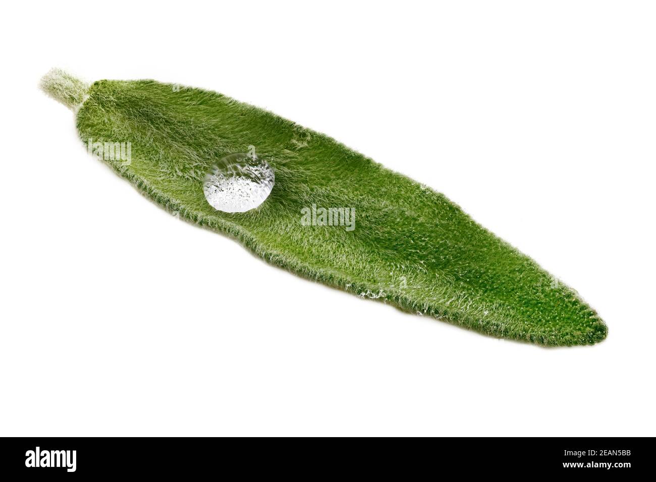 Salvia Leaf Close Up Stock Photo