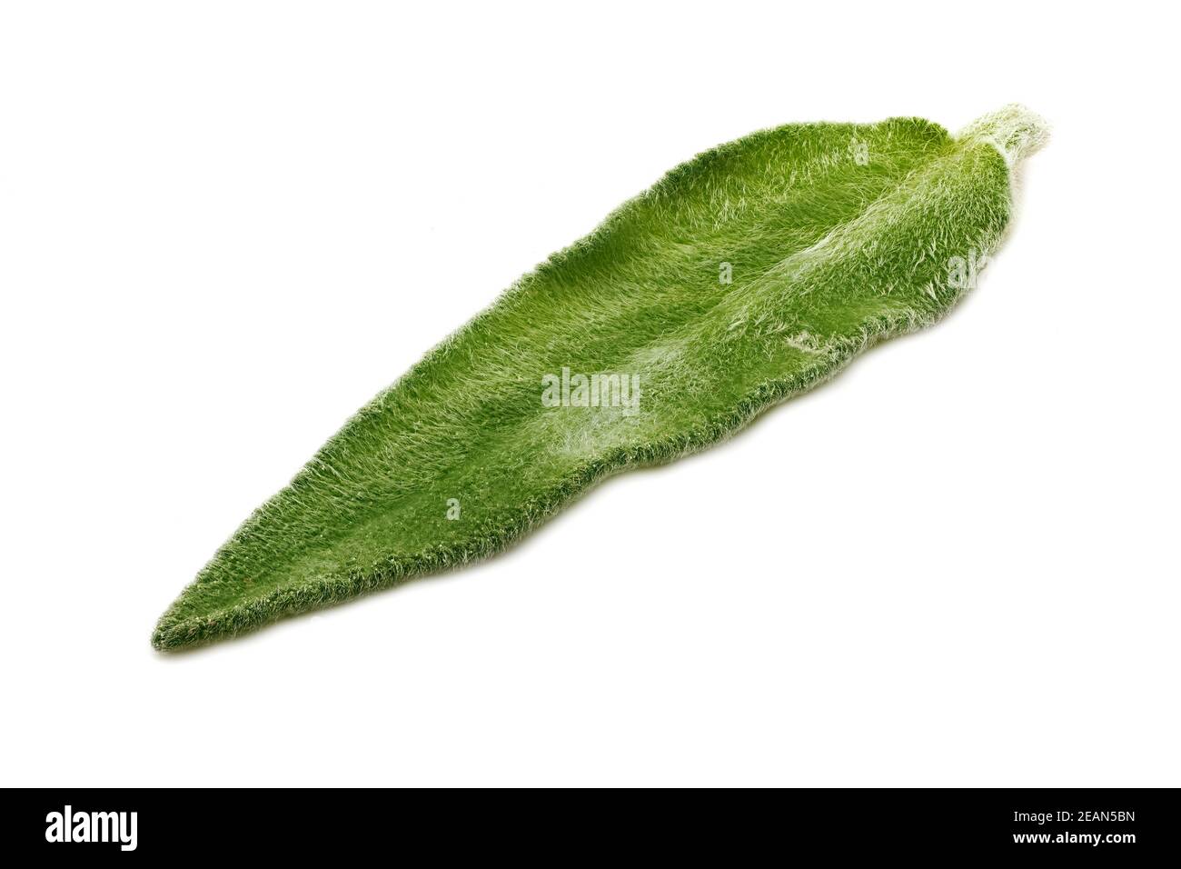 Salvia Leaf Close Up Stock Photo