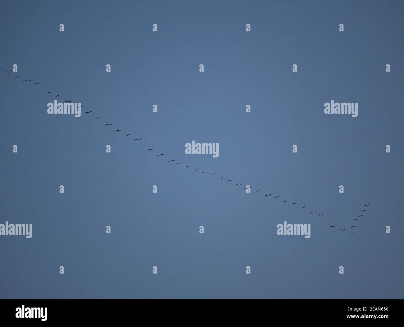 A group of migratory birds heading south Stock Photo