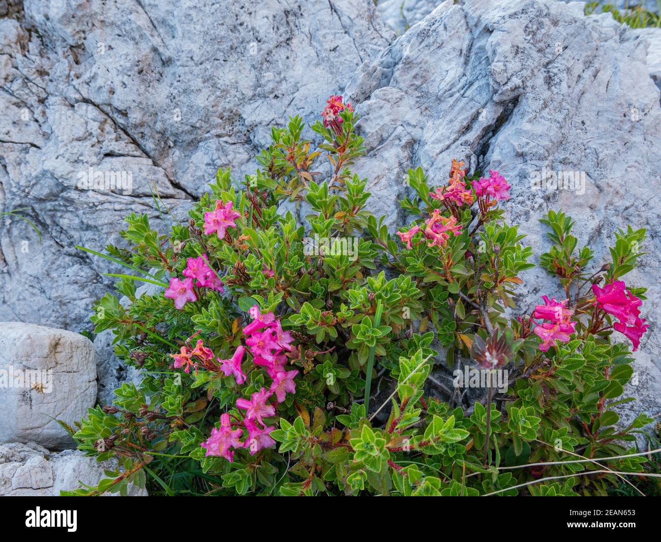 Small shrub with pink flowers on a rock Stock Photo