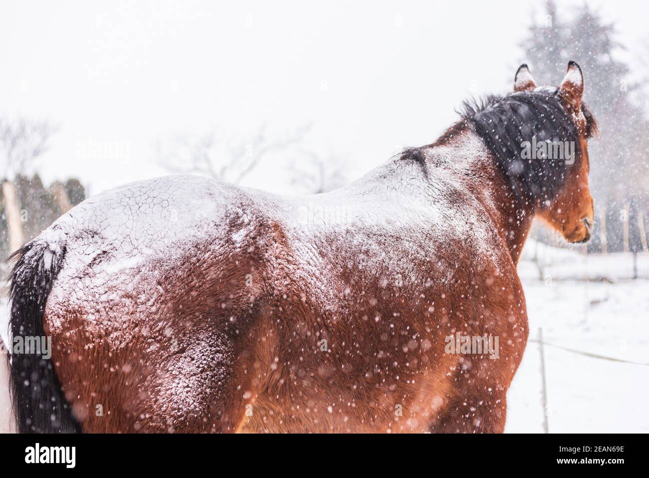 A horse standing backwards on a paddock on a windy winter's day. Visible snowflakes, wind and frost. Winter scenery at the horse farm. Stock Photo