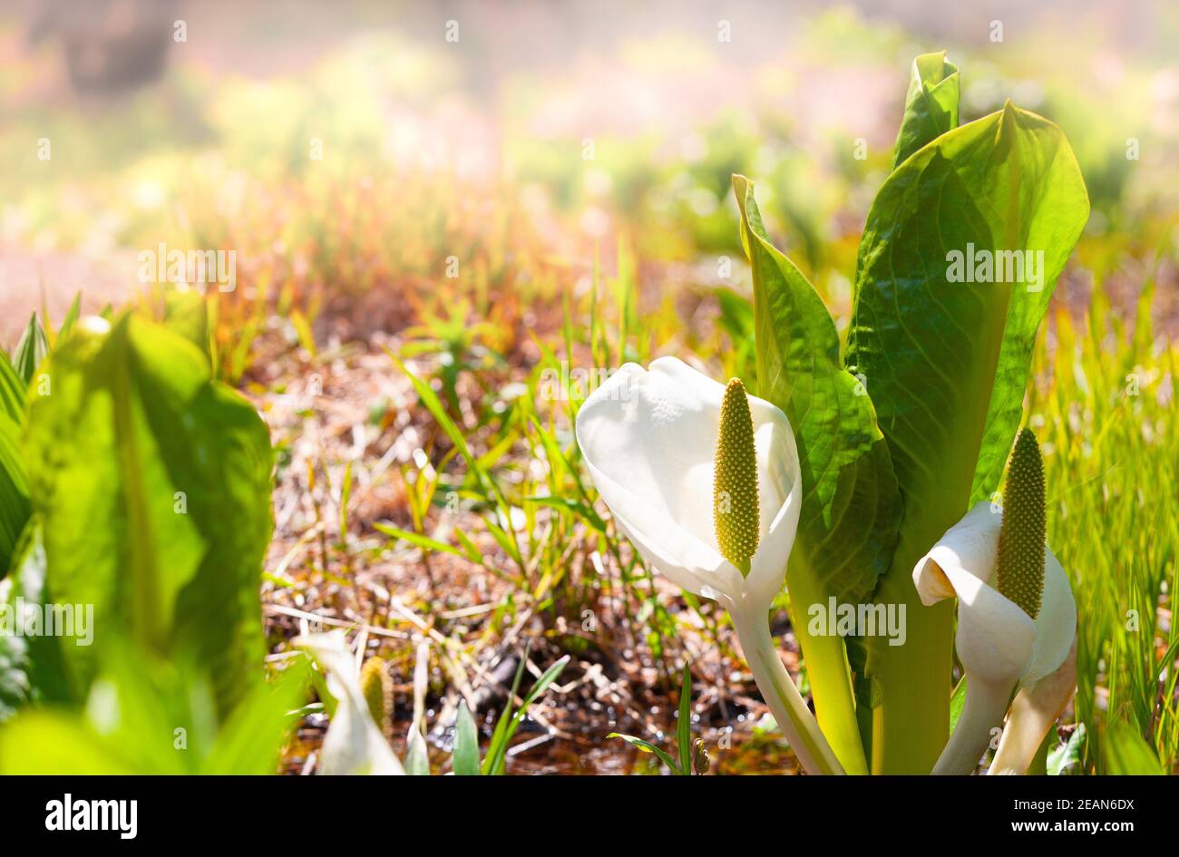 Lysichiton of Kamchatka, Lysichiton camtschatcensis, during flowering Stock Photo