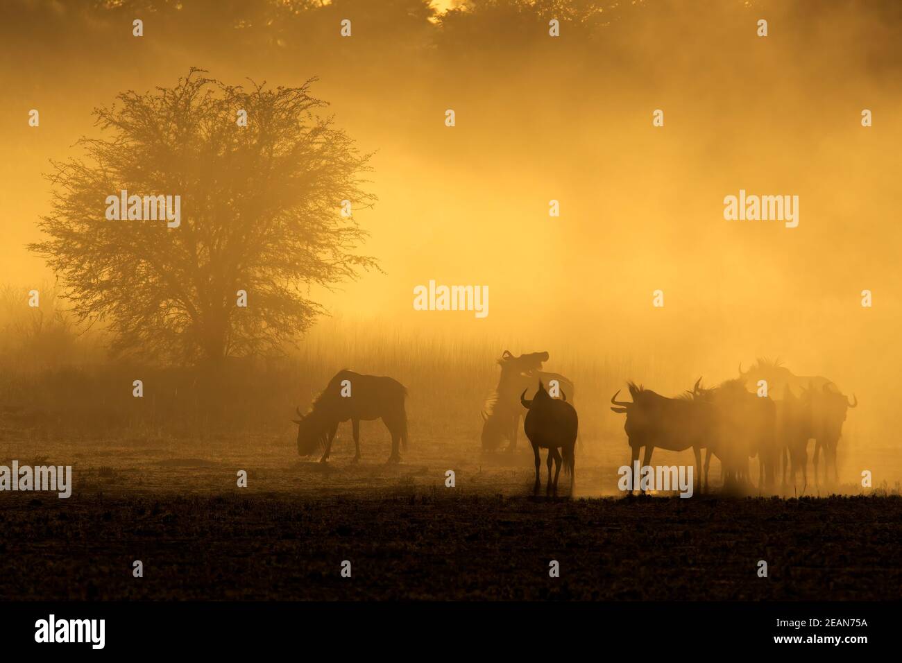 Blue wildebeest herd in dust at sunrise Stock Photo