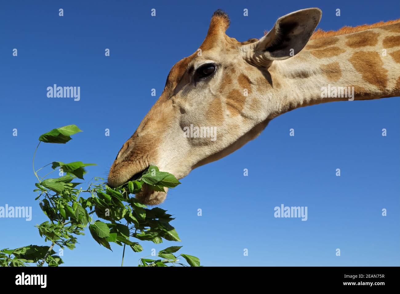 Giraffe feeding on leaves Stock Photo