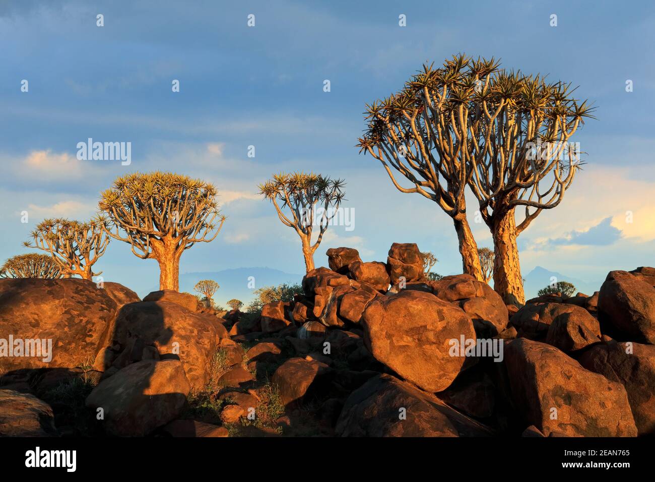 Quiver tree landscape - Namibia Stock Photo