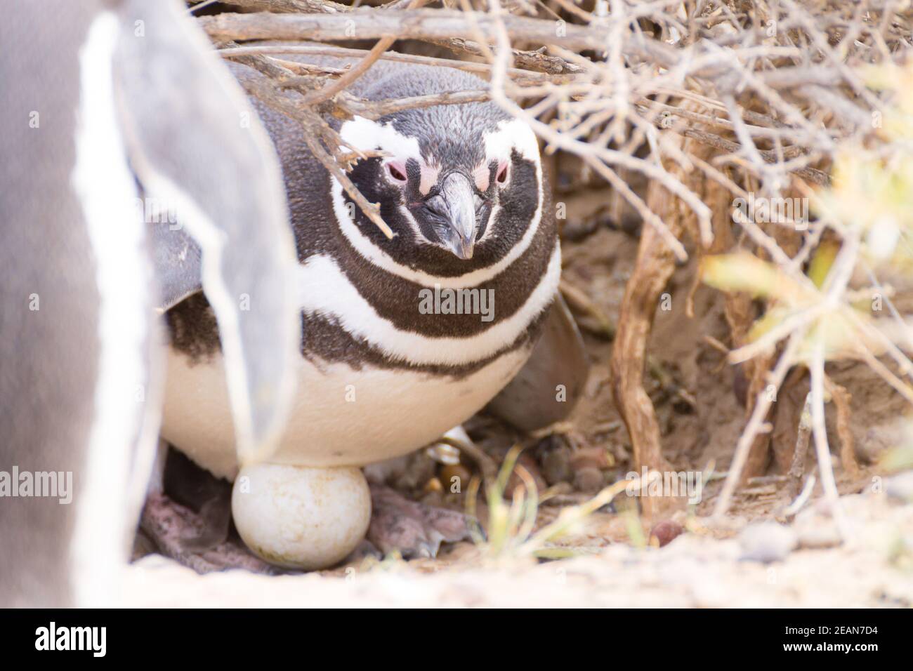 Magellanic penguin incubating egg. Punta Tombo penguin colony, Patagonia Stock Photo