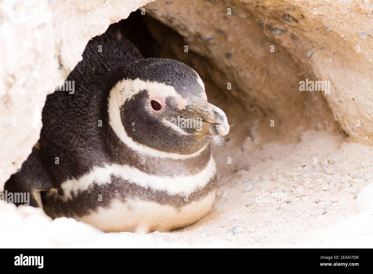 Magellanic penguin. Caleta Valdes penguin colony, Patagonia, Argentina Stock Photo