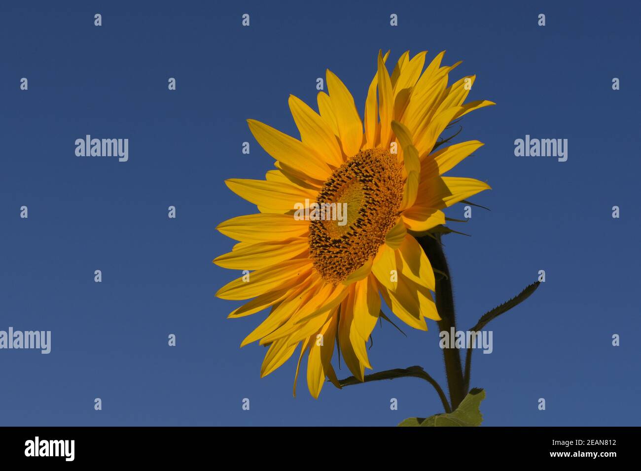 A beautiful common sunflower, isolated on a blue sky. Stock Photo