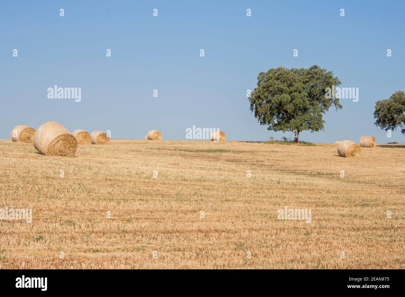 Hay bale drying in the field at harvest time Stock Photo Alamy