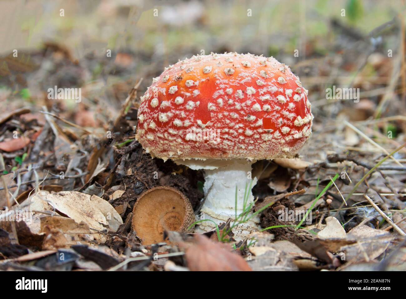 Close-up picture of a Amanita poisonous mushroom in nature Stock Photo