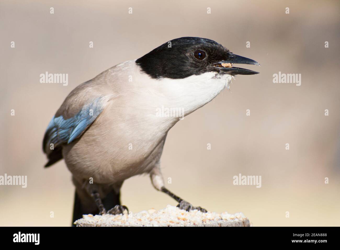 An Azure-winged magpie in the Monfrague National Park. Cyanopica cyanus. Stock Photo