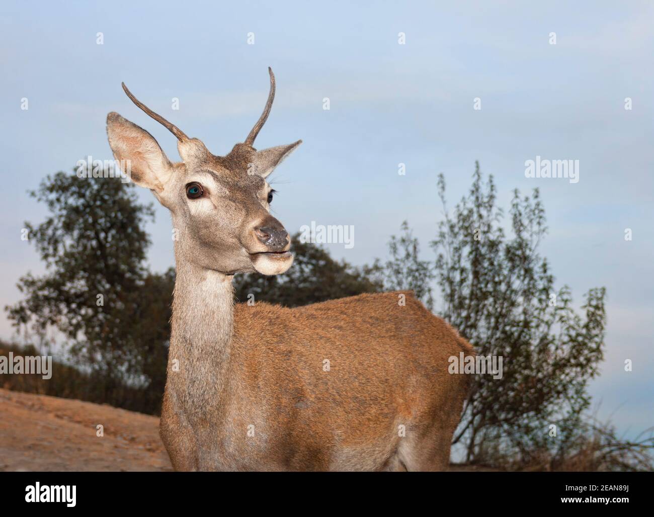 Deer in the Monfrague National Park. Extremadura. Spain Stock Photo - Alamy