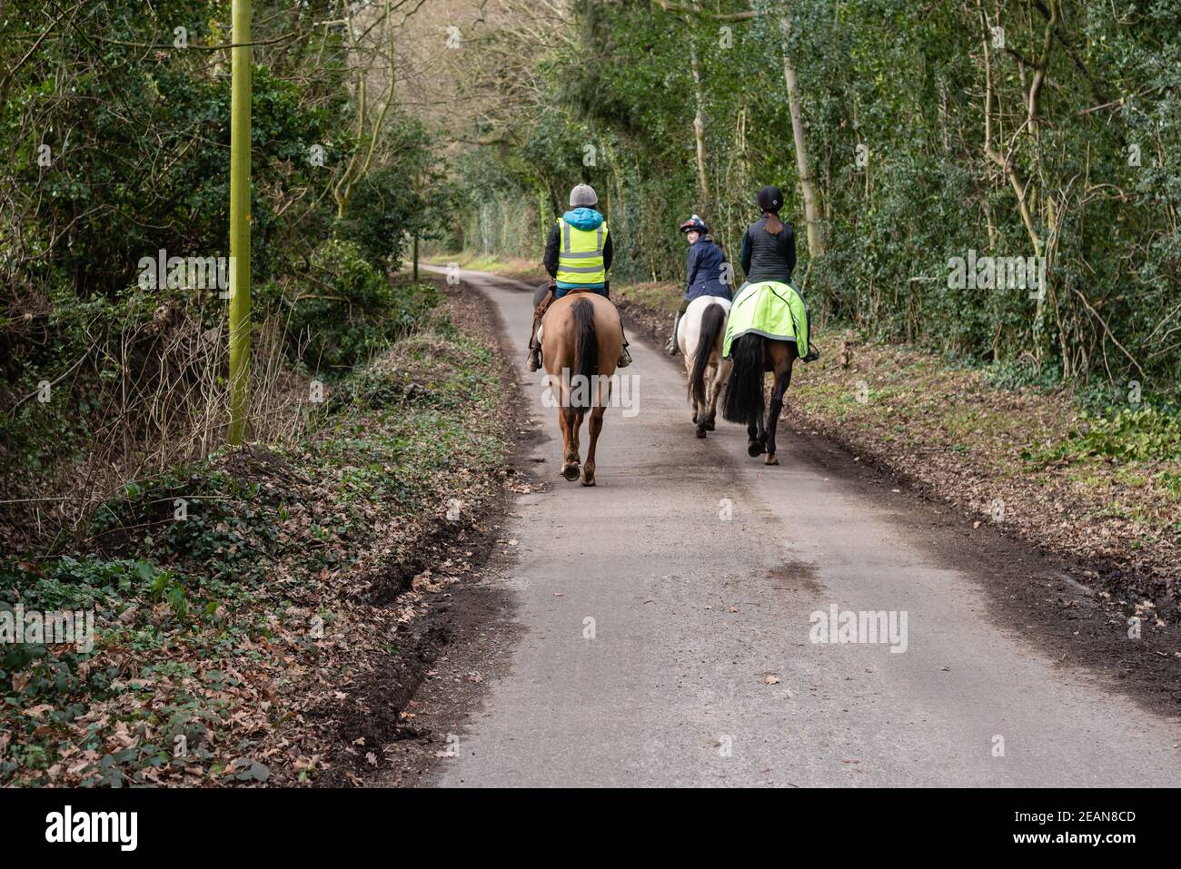 Horseriders on country lane hack, walking away, Norfolk, Uk - i January ...