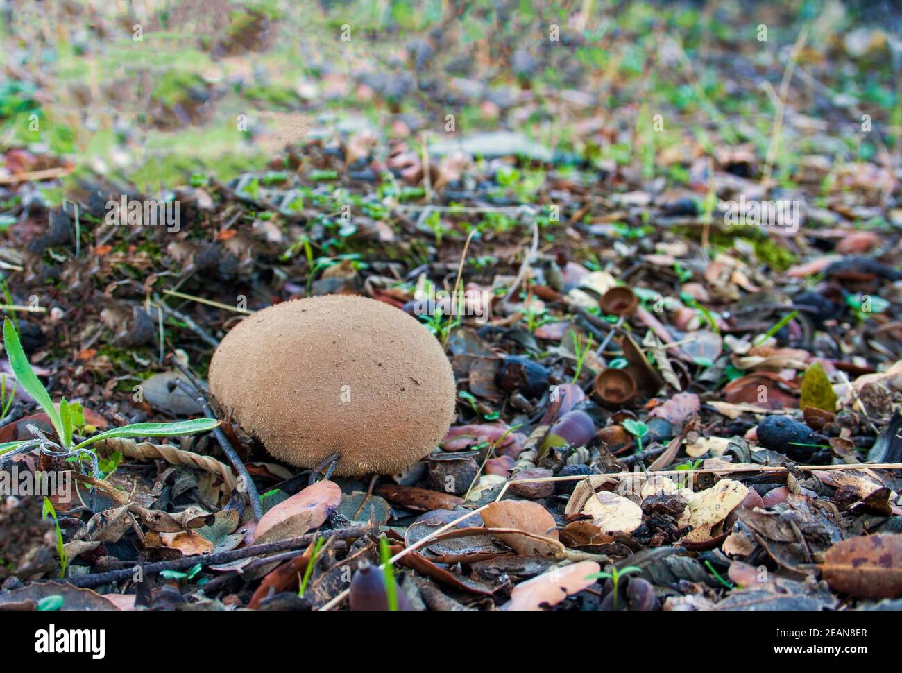 A mushroom growing in the middle of the Spanish meadow Stock Photo Alamy
