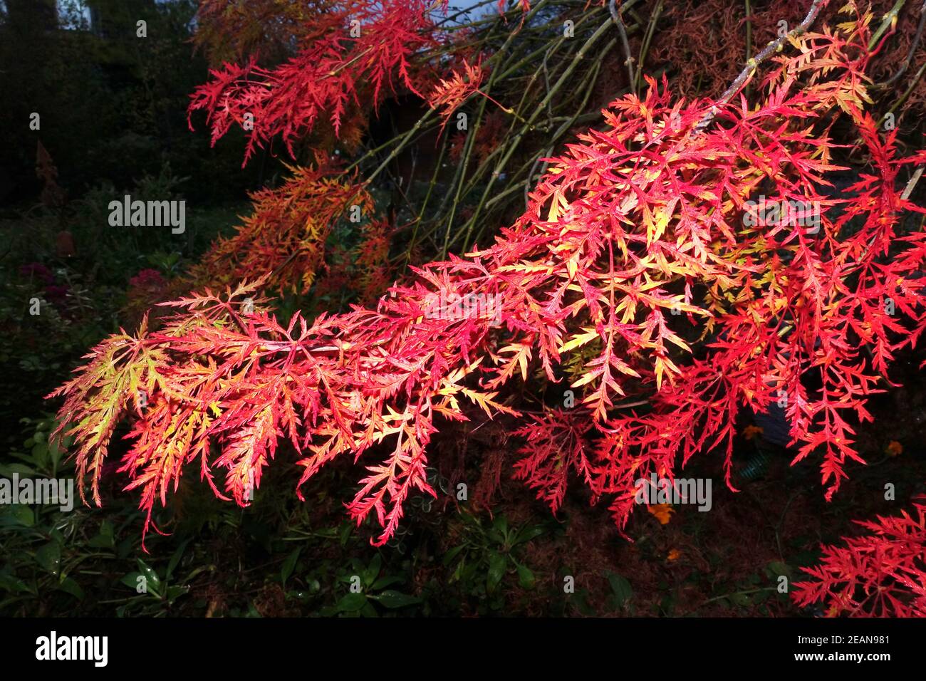 Japanese maple, palmate maple, or smooth Japanese maple Hybrid (Acer palmatum) with red autumn leaves Stock Photo