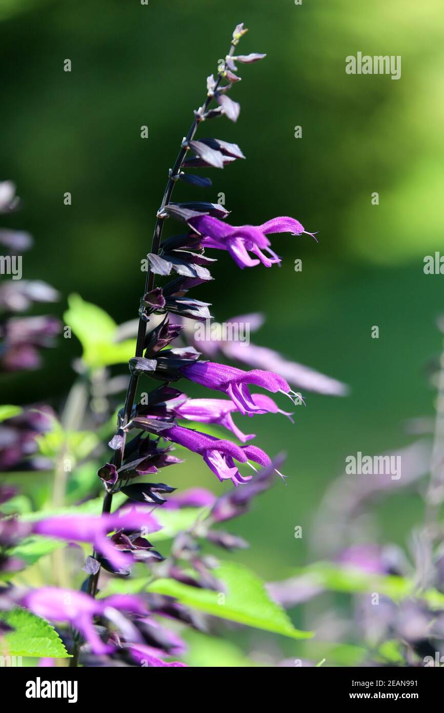 Garden sage (salvia hybrid) in the spa gardens Stock Photo