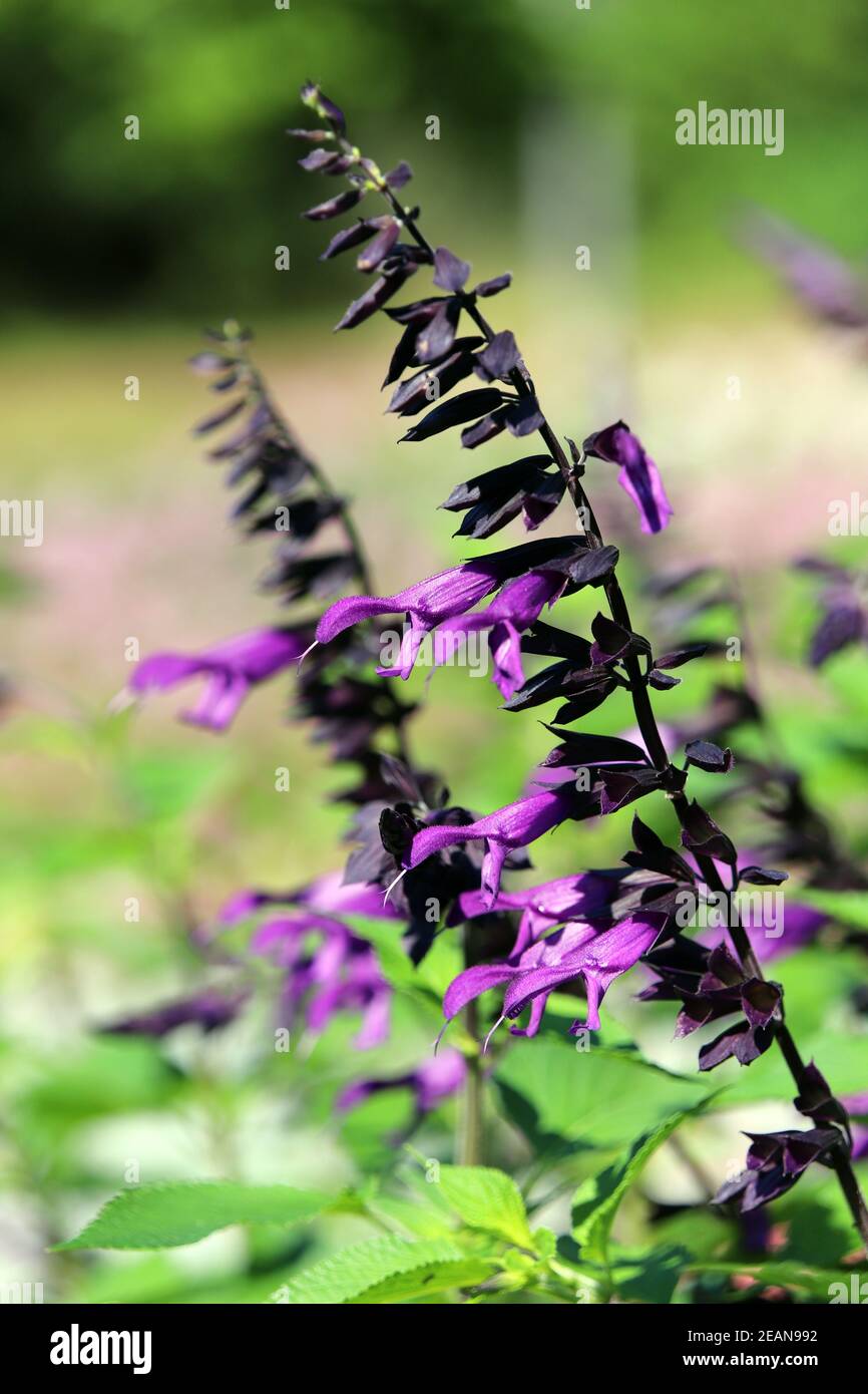 Garden sage (salvia hybrid) in the spa gardens Stock Photo