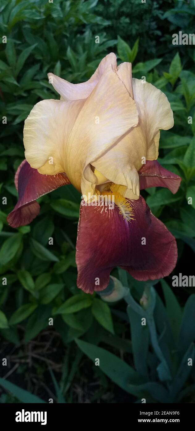 blooming beige and red iris flower Stock Photo