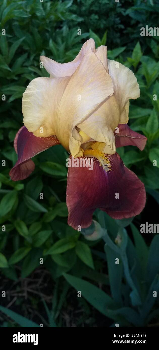 blooming beige and red iris flower Stock Photo