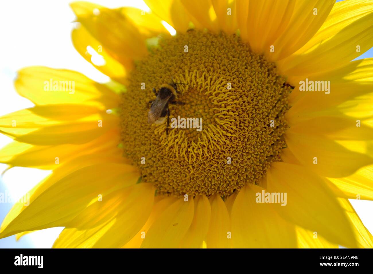 Wild bee on flower with nectar blooming in field countryside Stock Photo