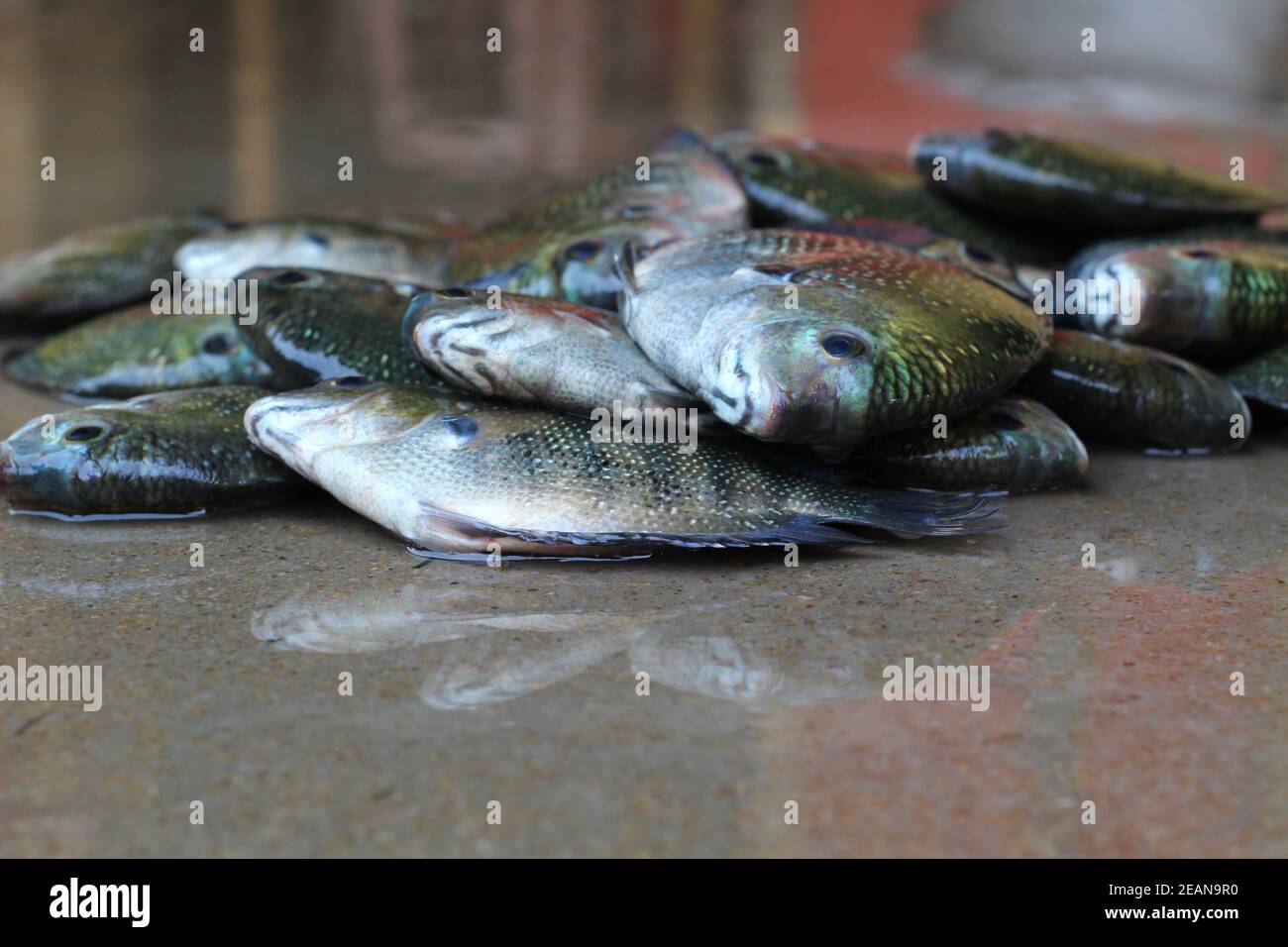 pearl spot fish sale in indian fish market etroplus suratensis fish ...