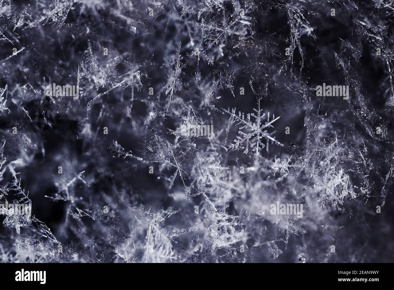 Close up of a snowflake in winter Stock Photo