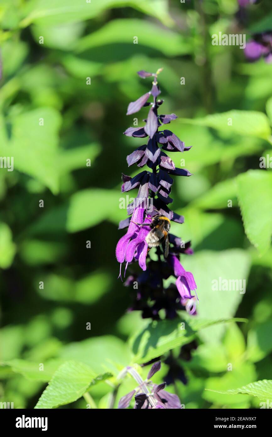Bumblebee on a garden sage (salvia hybrid) in the spa gardens Stock Photo