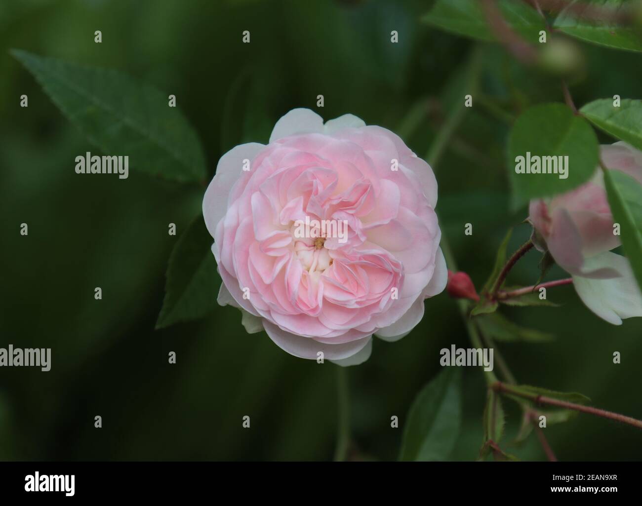 Blooming rose plant. Stock Photo
