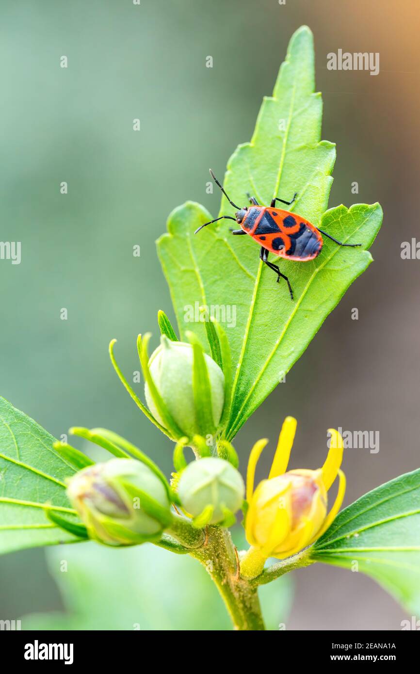 The firebug, common insect Europe wildlife Stock Photo