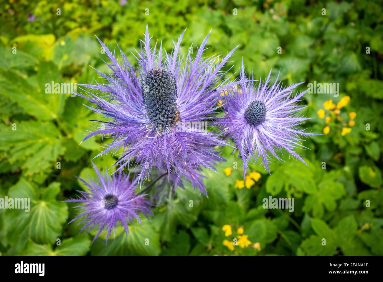 alpine sea holly, Eryngium alpinum, in Savoie, France Stock Photo Alamy