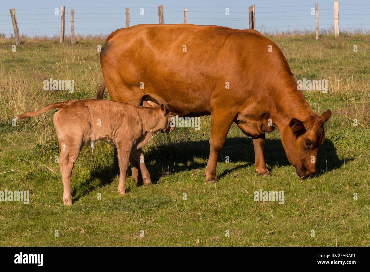Sucking cow with a sucking calf on a meadow in the Eifel. Stock Photo