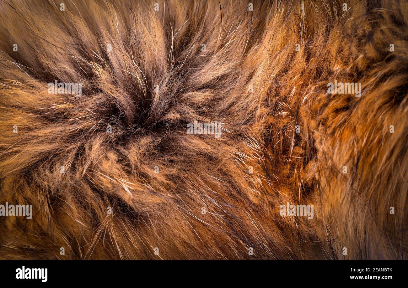 Polar Fox fur as texture or background Stock Photo