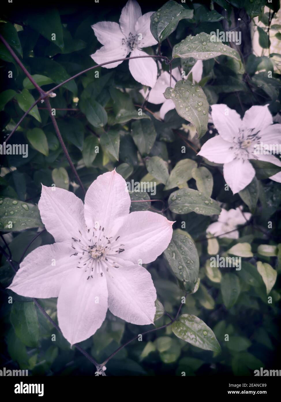 Clematis white flower with leaves hires stock photography and images