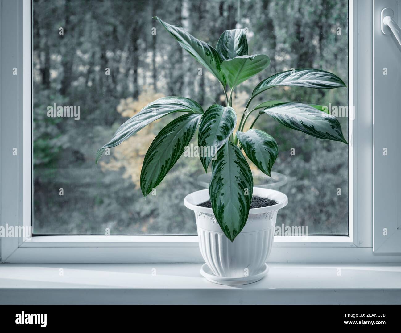 Beautiful potted indoor flower on the windowsill Stock Photo