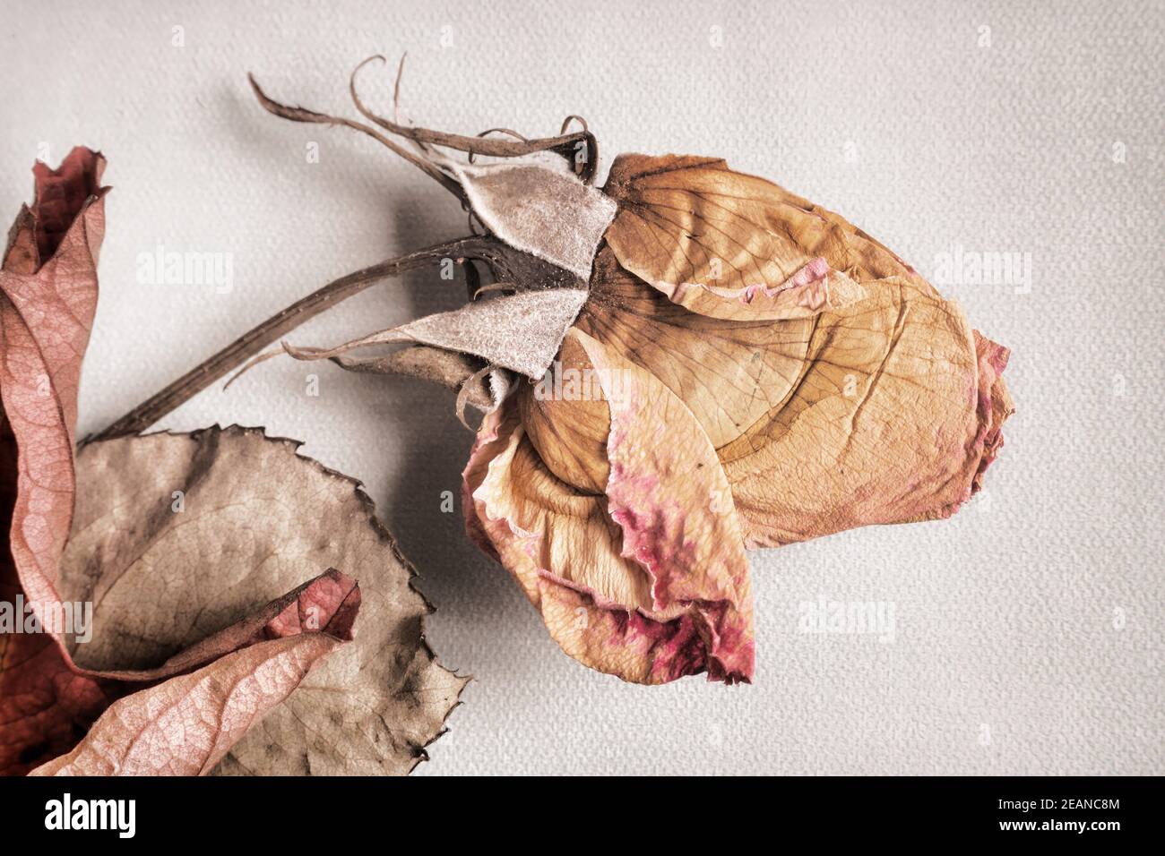 Dried rose flower on a light background Stock Photo