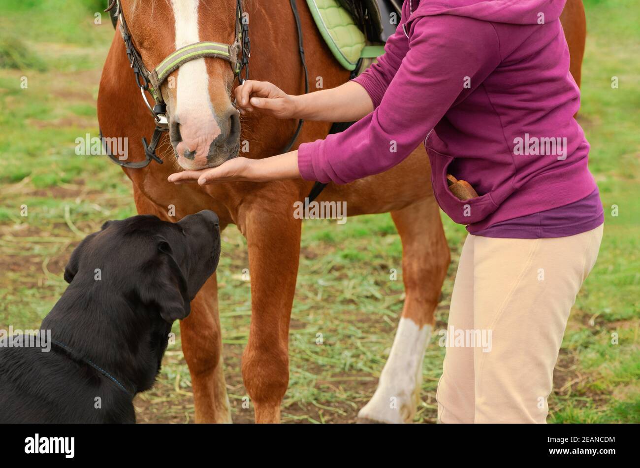 Caucasian woman is standing on the ground and giving her horse the treat in outdoors. Stock Photo