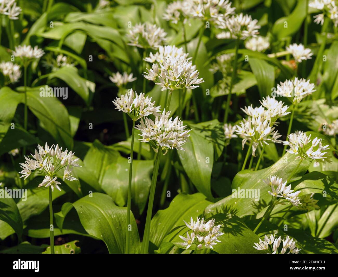 Pretty white flowers and green leaves of wild garlic Stock Photo Alamy