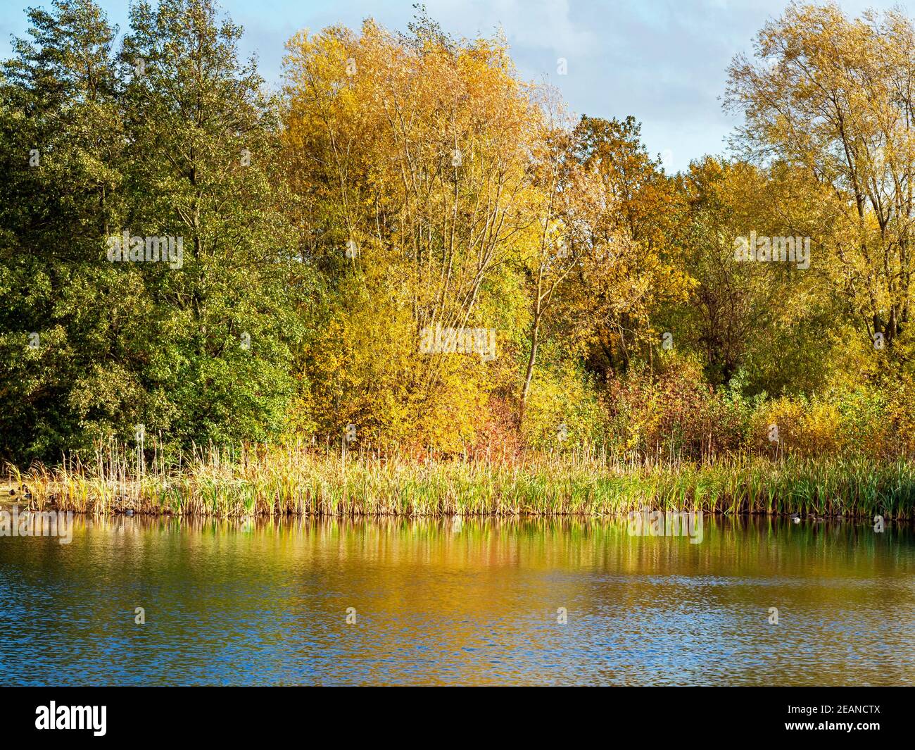 Foliage nature reflection trees hi-res stock photography and images - Alamy