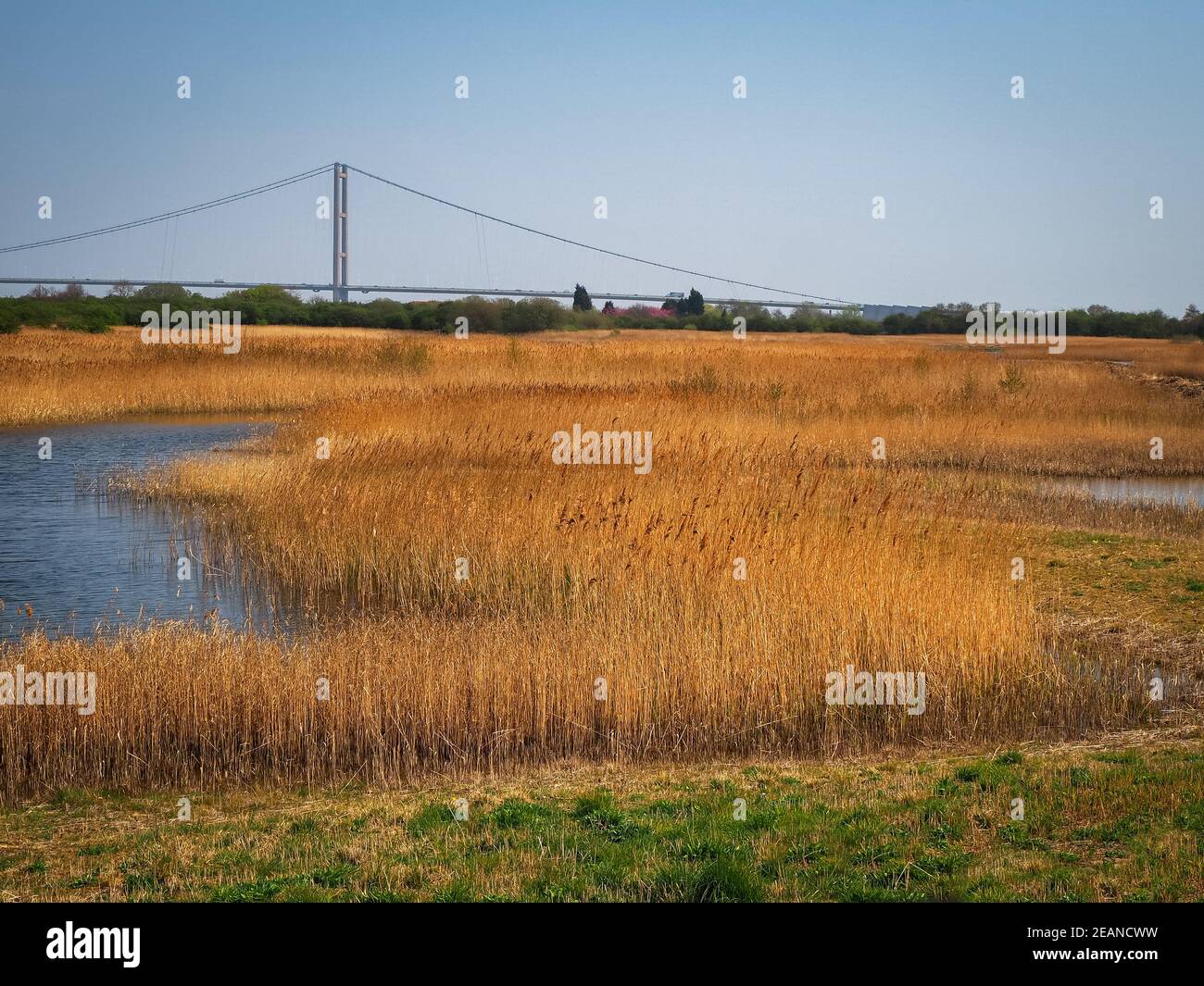 Reed beds at Far Ings Nature Reserve, North Lincolnshire, with a view
