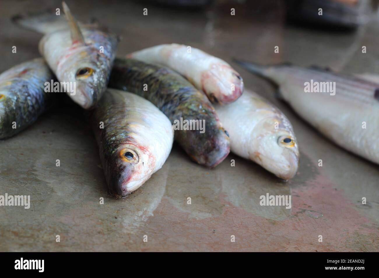 grey mullet fish close up mugil fish sale in india Stock Photo