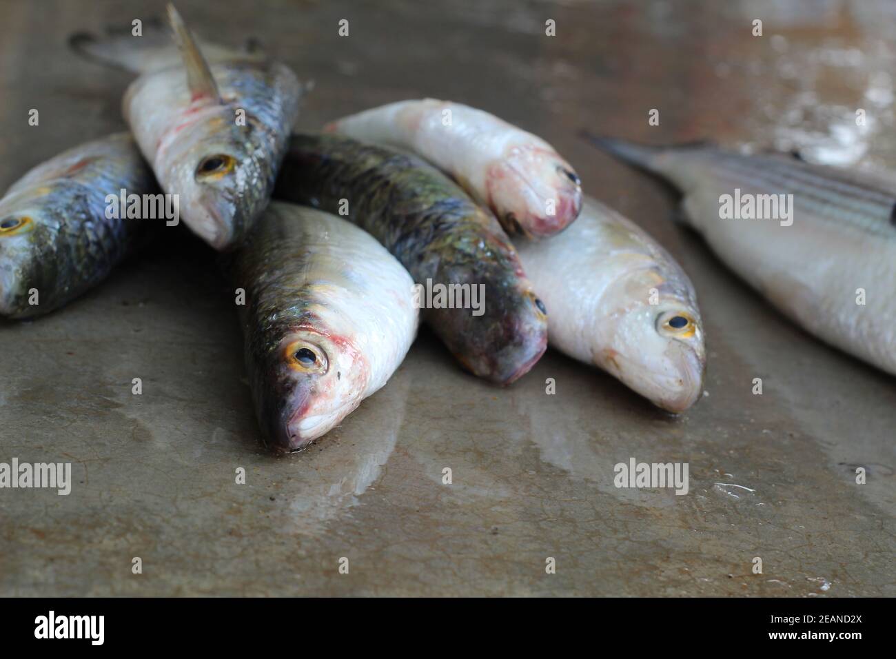 grey mullet fish close up mugil fish sale in india Stock Photo