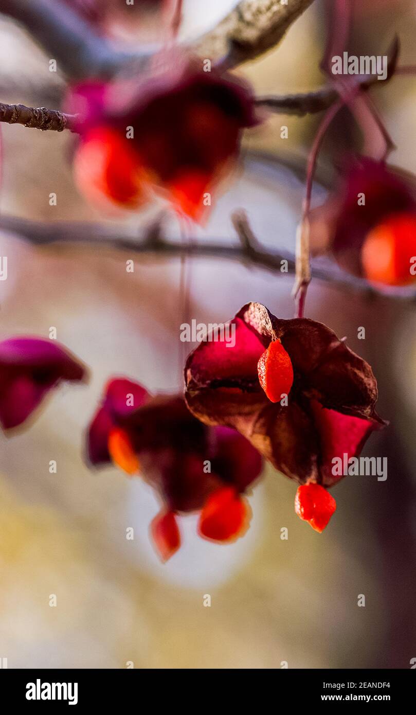Red seeds on branches of the tree. Red seeds in the Crimean forest. Stock Photo